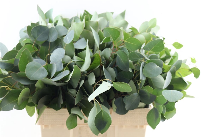 <h4>Euca Populus 300gr P Bunch S A</h4>