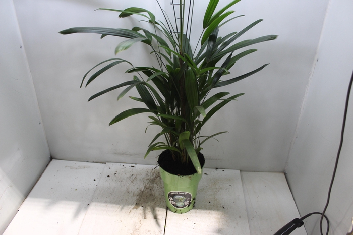 <h4>PALMEIRA RAPHIS P17</h4>
