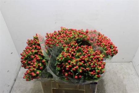 Hyp Tomato Flair