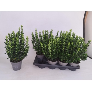 EUONYMUS JA GR SPIRE
