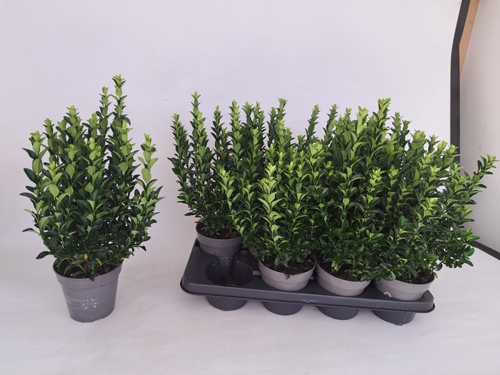 <h4>EUONYMUS JA GR SPIRE</h4>