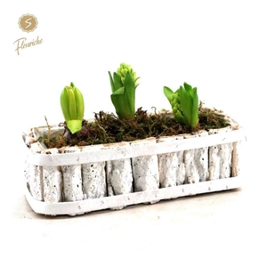 (DN502) Hyacint White Bark Box [M]