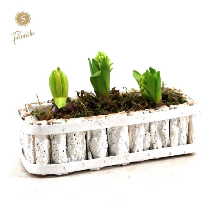 <h4>(DN502) Hyacint White Bark Box [M]</h4>