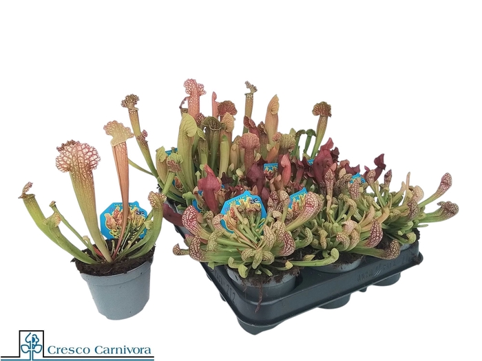 <h4>SARRACENIA OV</h4>