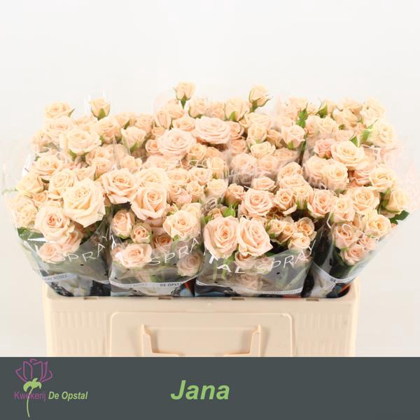<h4>R Tr Jana Opstal</h4>