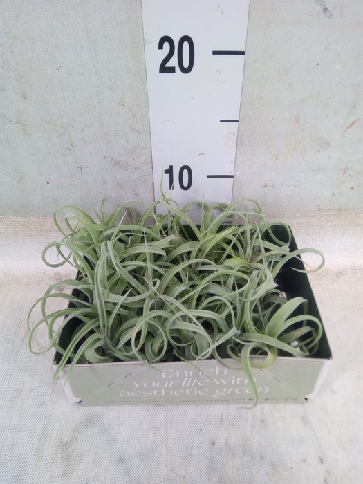 <h4>Tillandsia</h4>