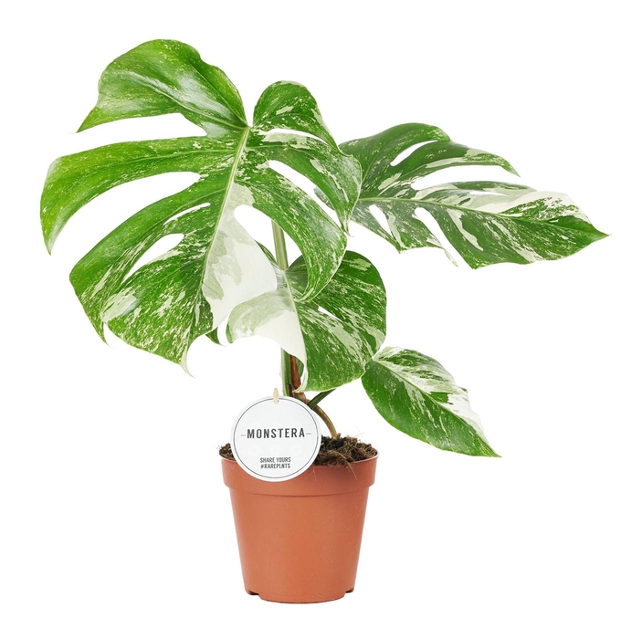 <h4>Monstera Deliciosa Variegata</h4>