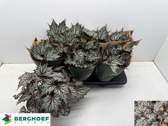 <h4>BEG BLAD OV</h4>