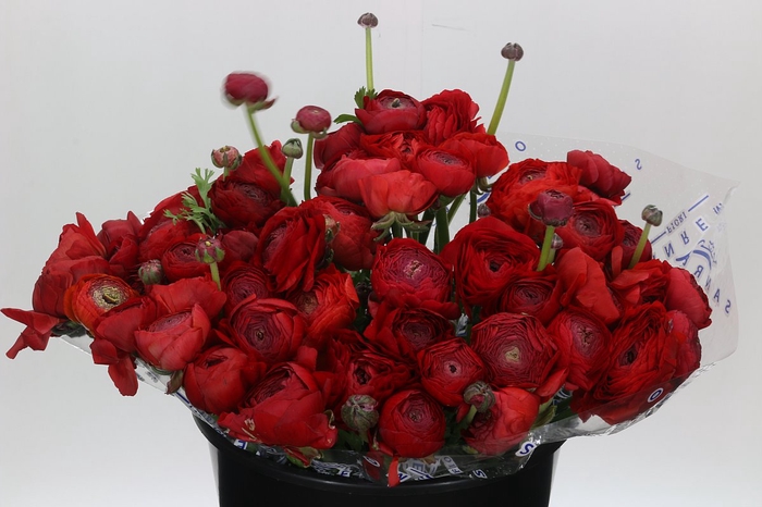 <h4>Ranunculus Clooney Tango Super</h4>