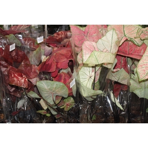CALADIUM VARIADO P13