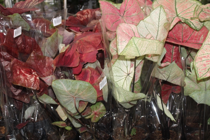 <h4>CALADIUM VARIADO P13</h4>