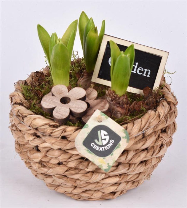 <h4>Mais mand 18cm</h4>