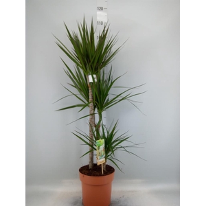 Dracaena marg.
