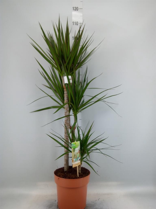 <h4>Dracaena marg.</h4>