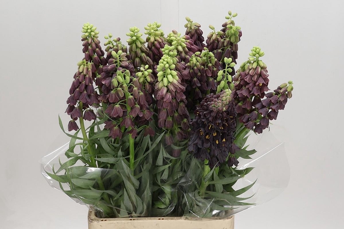 <h4>Fritillaria Persica</h4>