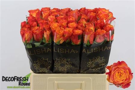 <h4>Rosa a grande fleur New Horizon</h4>