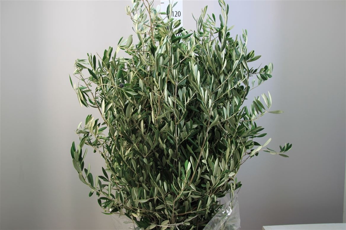 <h4>Olijf 90 Cm</h4>