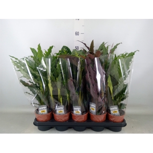 Calathea   ...mix 3