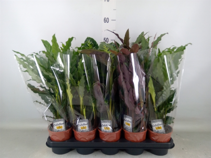 <h4>Calathea   ...mix 3</h4>