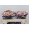 Ozothamnus Cooks Pink