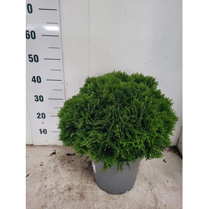 THUJA O DANICA