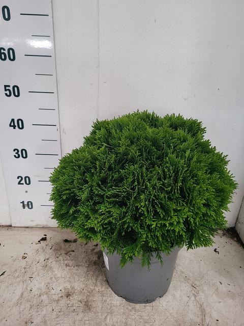 <h4>THUJA O DANICA</h4>