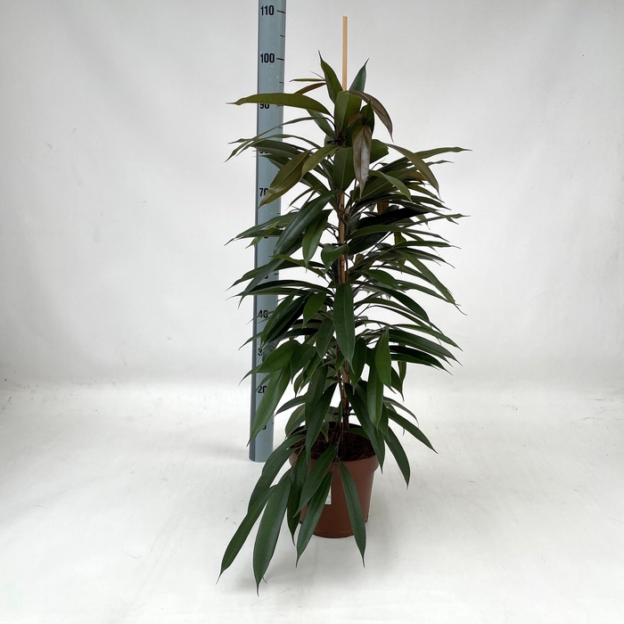 <h4>FIC BIN AMSTEL KING</h4>