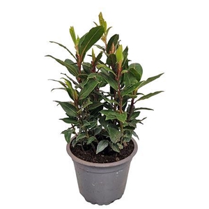 Laurus Nobilis Bush 11
