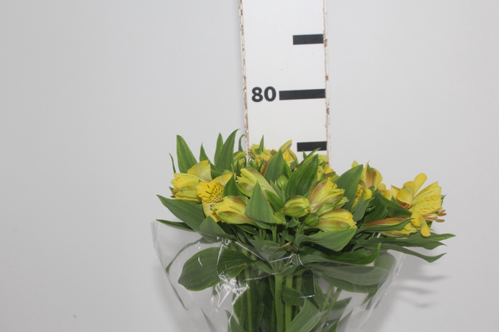 <h4>ALSTROEMERIA FLORIDA 080 CM</h4>