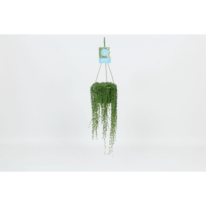 HangonGreen Senecio Rowleyanus 14 cm
