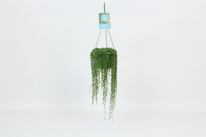 <h4>HangonGreen Senecio Rowleyanus 14 cm</h4>