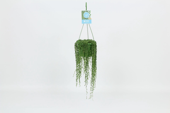 <h4>HangonGreen Senecio Rowleyanus 14 cm</h4>