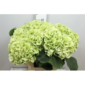 Hydr Cl M Whi Ver Groen