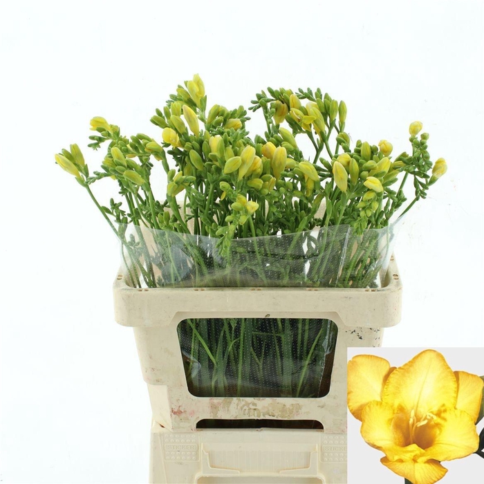 <h4>FR EN DUKAAT</h4>