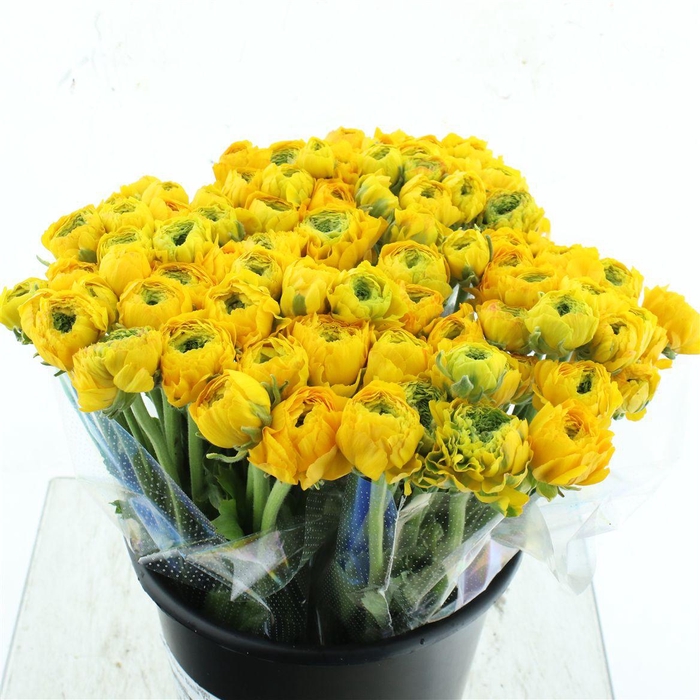 <h4>Ran Ponpon Stella Yellow Extra</h4>