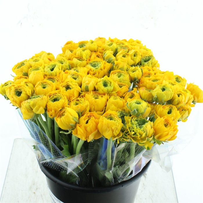 <h4>Ran Ponpon Stella Yellow Extra</h4>