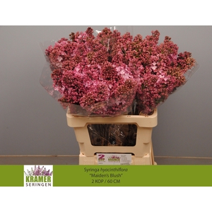 SYR HY MAIDENS BLUSH