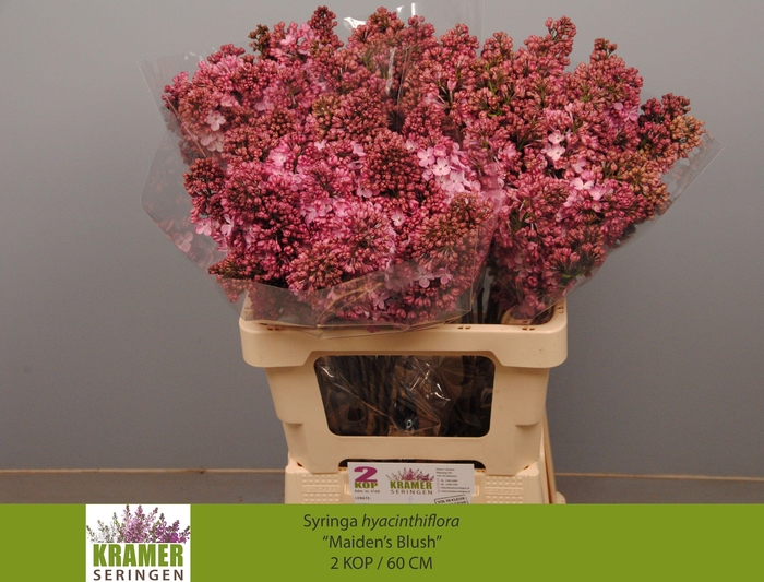 <h4>SYR HY MAIDENS BLUSH</h4>