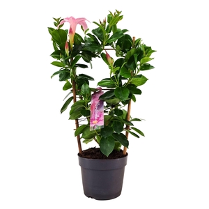Mandevilla am. 'Sundav Cream Pink'