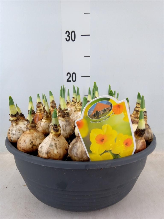 <h4>Narcissus ...</h4>