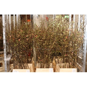 Chaenomeles Japonica