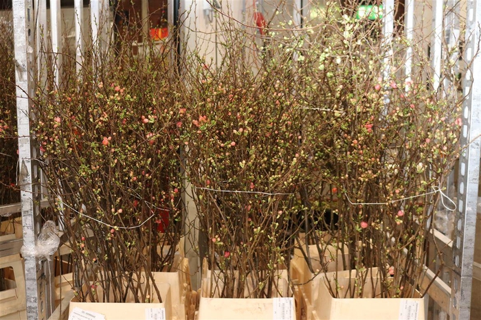 <h4>Chaenomeles Japonica</h4>