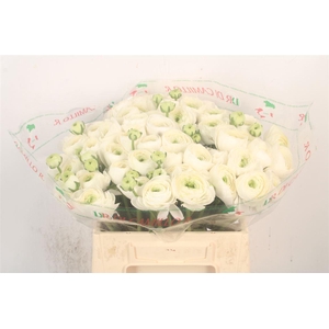 Ran.. Su Siberia Extra X50