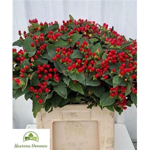 Hyp Cherry Drama