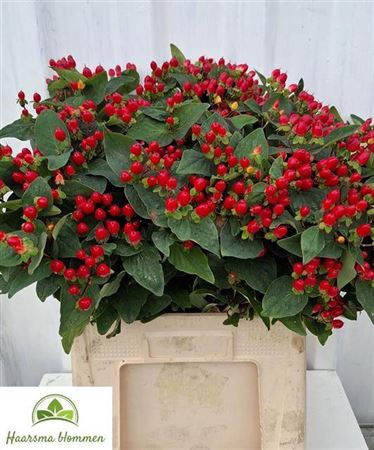 <h4>Hyp Cherry Drama</h4>