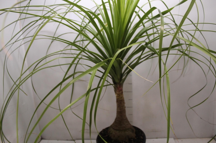 <h4>BEAUCARNEA P24</h4>