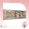 Anthurium Facetto