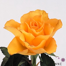 R Gr Kerio+