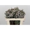 Kaaps Groen Silver Brunia