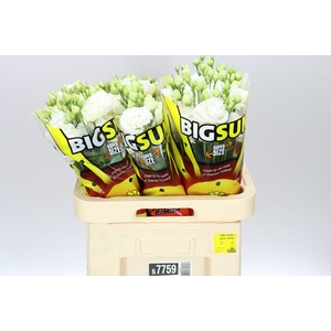 Eust Big Sun Allisa Pure White